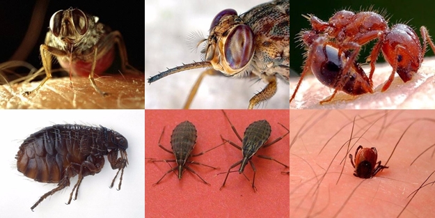 Bu böcekler ölüm saçıyor! - FOTO