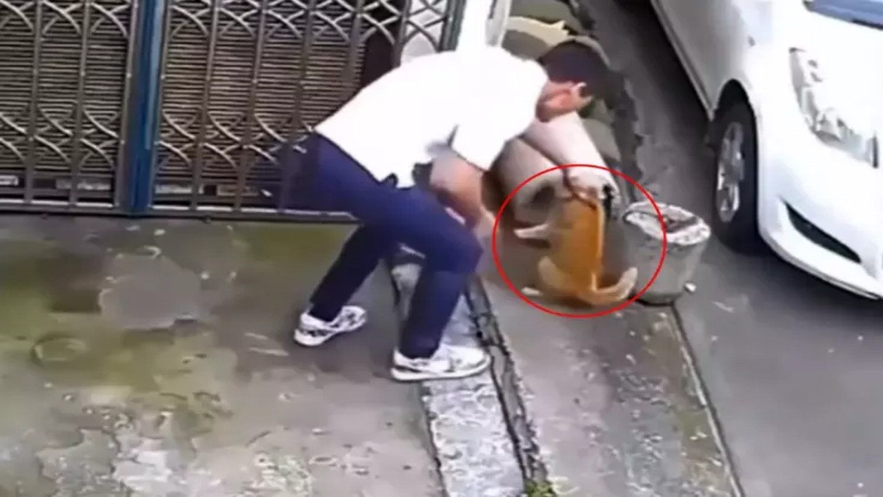 Bu caniyle maalesef aynı havayı soluyoruz! Sevme bahanesiyle kedinin yanına yaklaştı, sonrasında olanlar "Yok artık" dedirtti