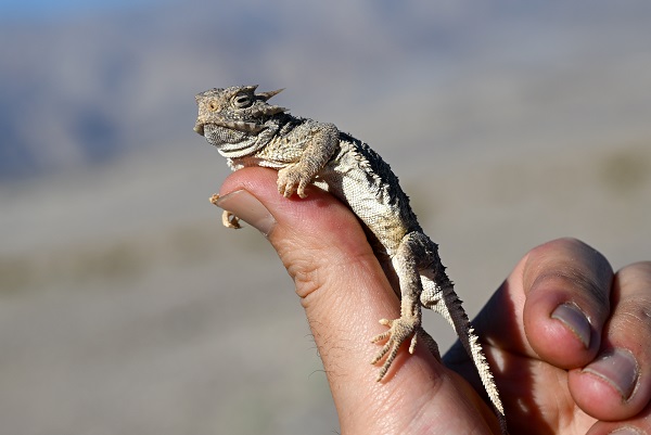 Bu canlının nesli tükenmek üzere