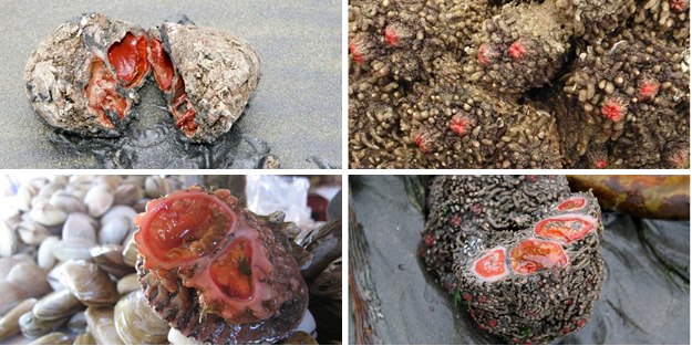 Bu canlıyı tanıyan var mı?