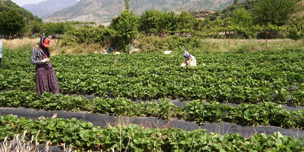 Bu çark durdurulmalı! Tarlada 8, tezgahta 30