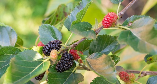 Bu çay sağlığınız için çok önemli!