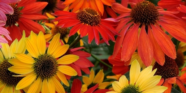 Bu çiçeğe çok şey borçluyuz