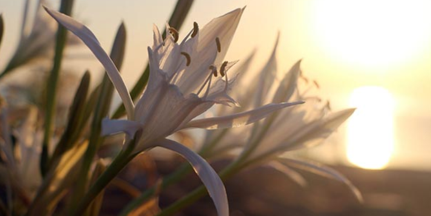 Bu çiçeğe dokunmak yürek ister! Dünyada sayılı yerde var