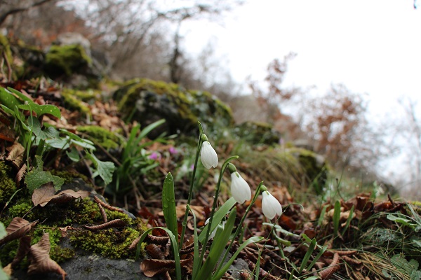 Bu çiçeğe yaklaşırken dikkat edin! Koparmanın cezası 387 bin 142 TL