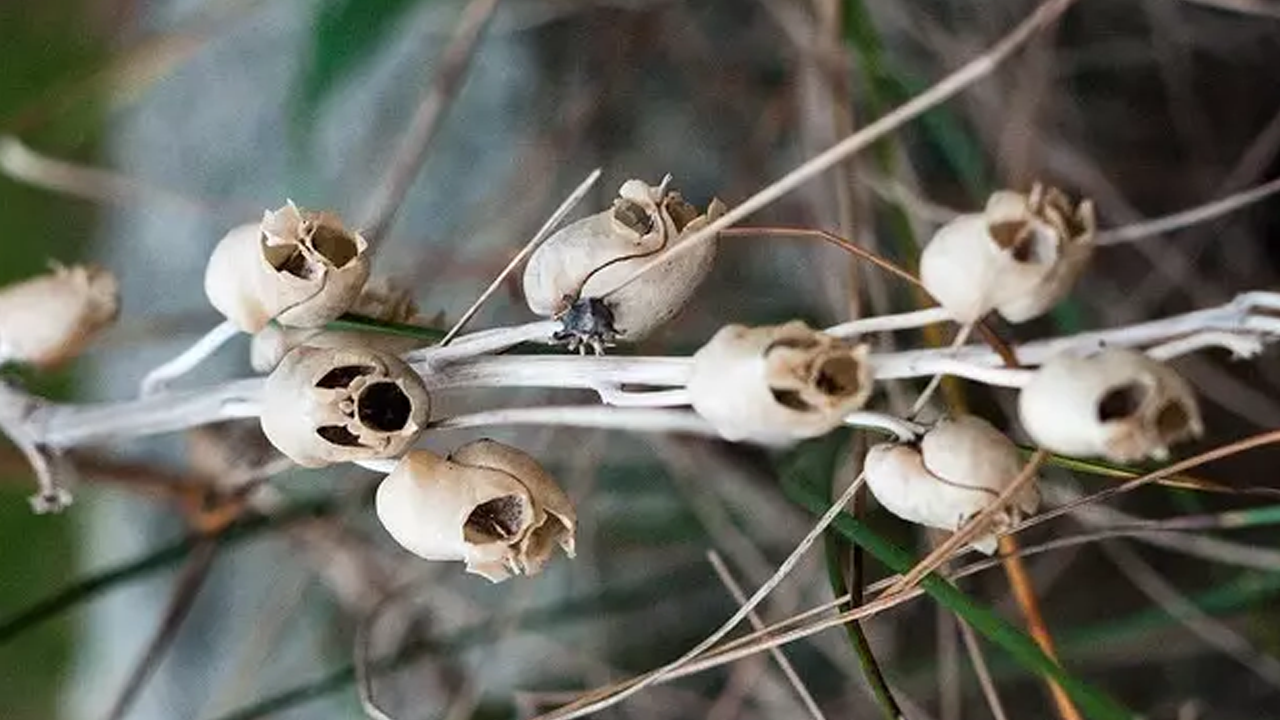 Bu çiçeği koklayan 10 dakika içinde ölüyor!