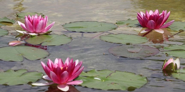 Bu çiçeği koparan yandı! Dudak uçuklatan ceza