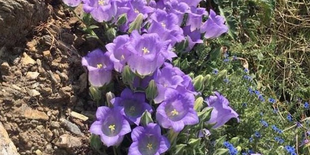 Bu çiçeği koparan yandı