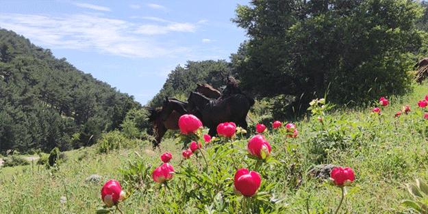 Bu çiçeği koparan yandı! Öyle bir cezası var ki