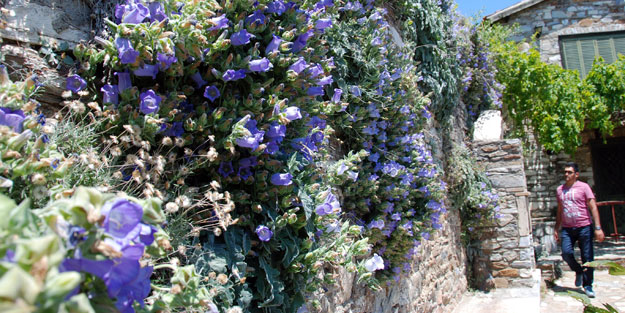 Bu çiçeği koparmanın cezası 41 bin lira