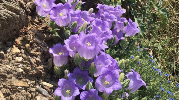 Bu çiçeği koparmanın cezası 42 bin lira