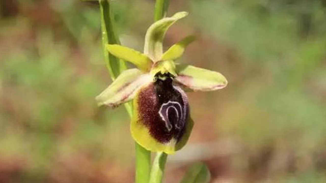 Bu çiçeği koparmanın cezası 557 bin TL