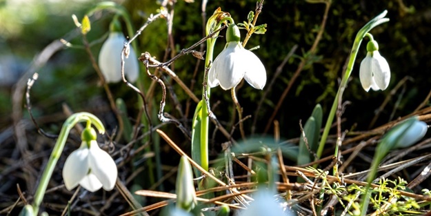Bu çiçeği koparmanın cezası 80 bin lira!
