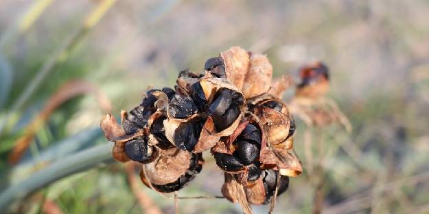 Bu çiçeği kopartmanın cezası dudak uçuklatıyor. Kum zambağının özelliği nedir?