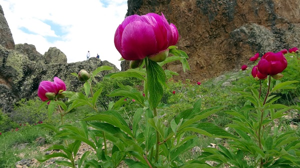 Bu çiçeğin ömrü sadece 15 gün