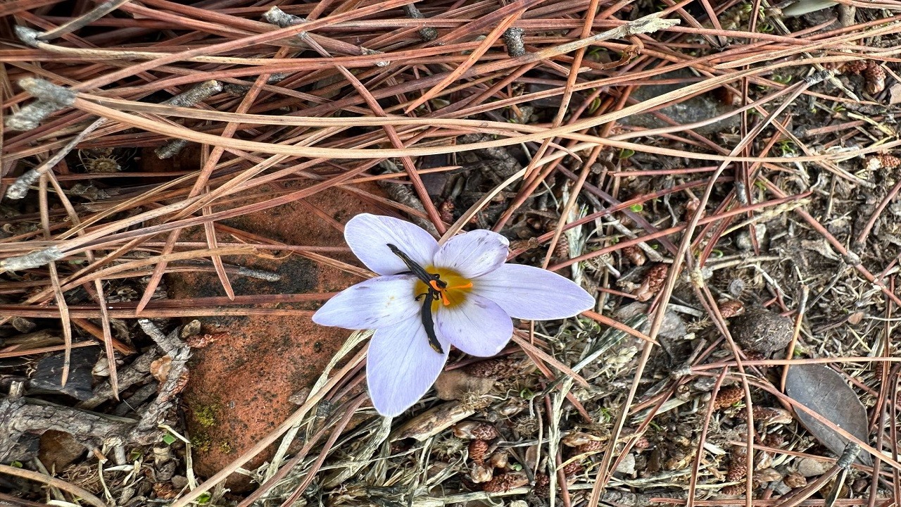 Bu çiçeğin yanına yaklaşmayın! Koparmanın cezası 387 bin lira