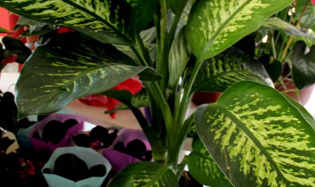 Bu çicek çocukları zehirliyor