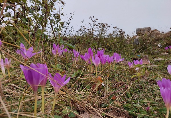 Bu çiçek kış habercisi!