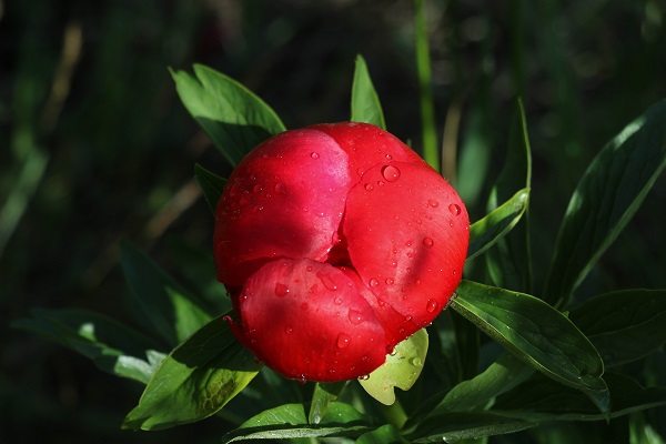 Bu çiçek sadece 15 gün yaşıyor! Koparmanın cezası 244 bin lira