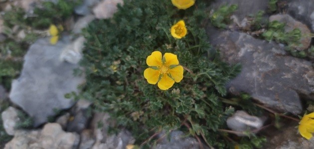 Bu çiçek yalnızca Türkiye’de yetişiyor