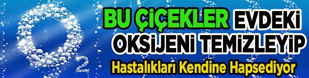 Bu çiçekler evdeki oksijeni temizliyor