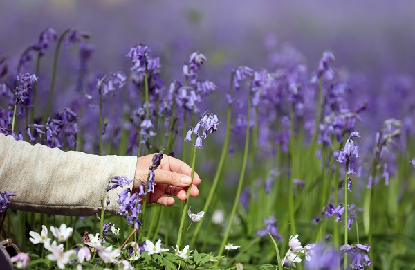 Bu çiçekler tüm dünyanın dilinde