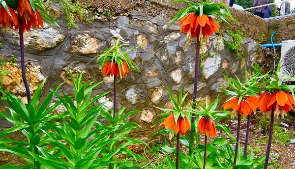 Bu çiçekleri koparmanın cezası çok büyük