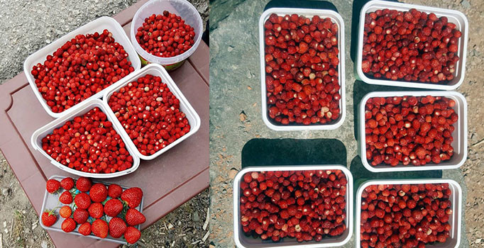 Bu çileğin fiyatı dudak uçuklatıyor!