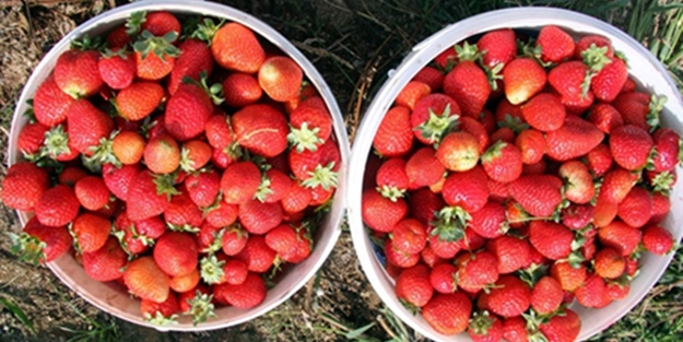 Bu çilek 150 derde deva - VIDEO