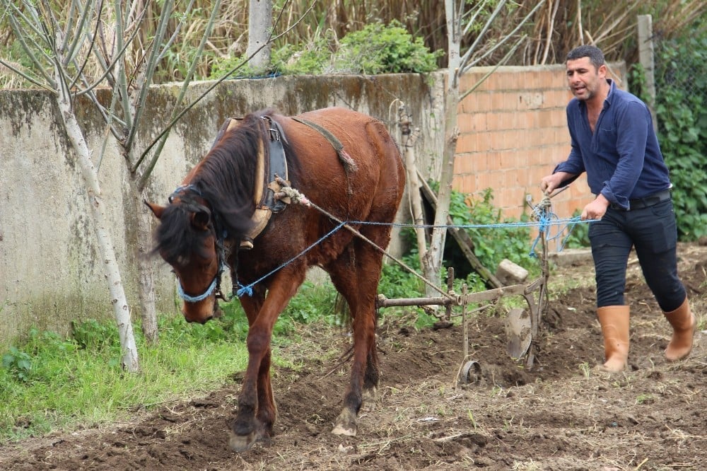Bu da at eğitmeni, eğitimi başarı ile geçen atların fiyatı yüzde 100 artıyor 