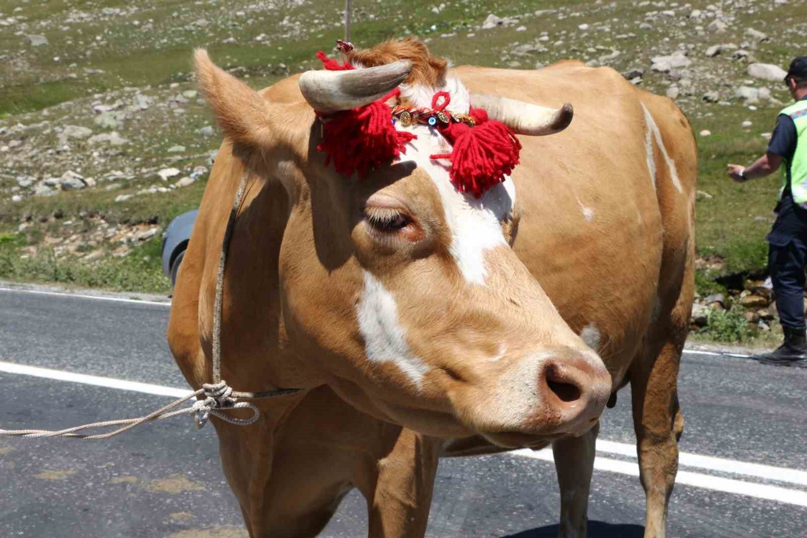 Bu da inek güzellik yarışması! İneğe saman sahibine para