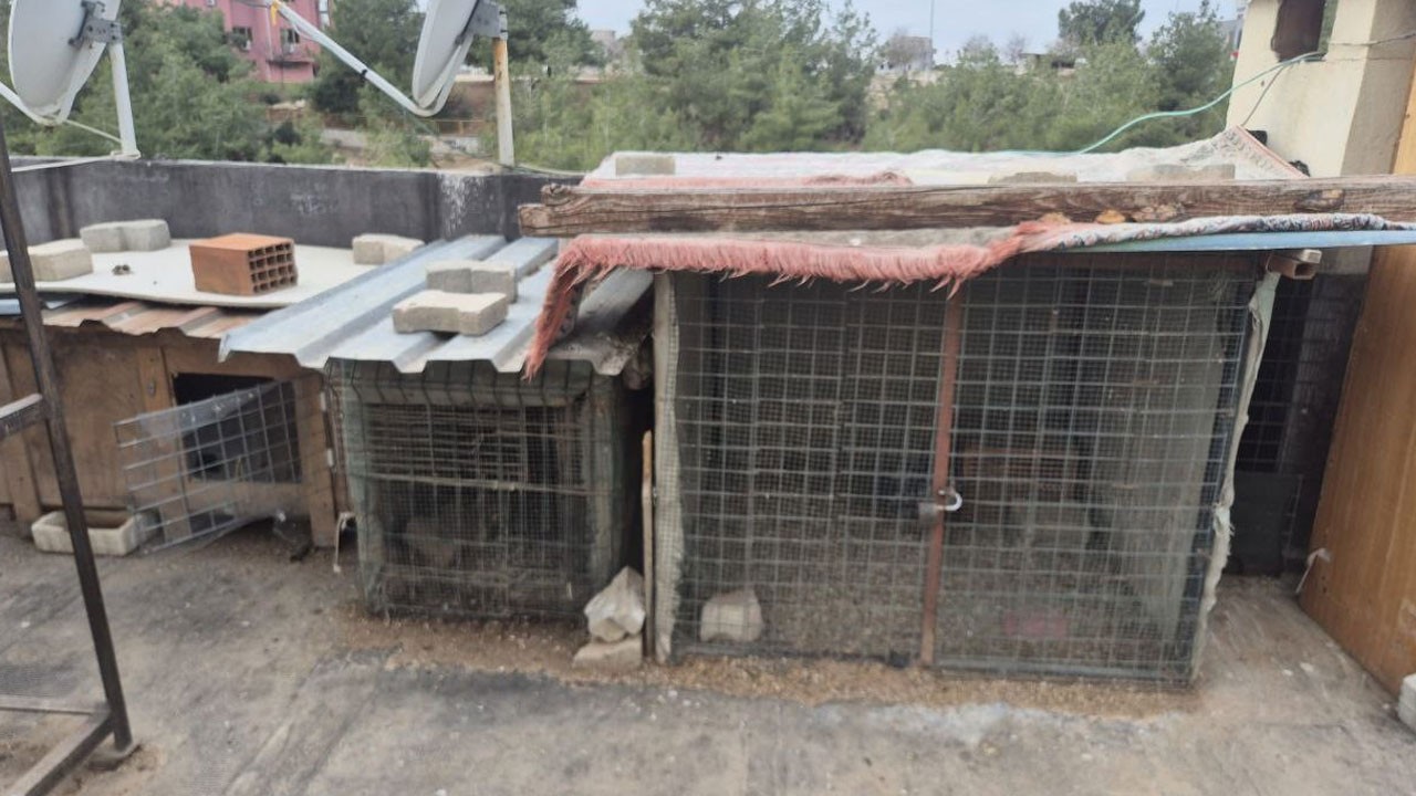 Bu da oldu! Apartmana girip asansöre tuvaletini yaptı, kuşları çalıp kaçtı