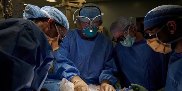 Bu da oldu! Domuz böbreği, insana nakledildi