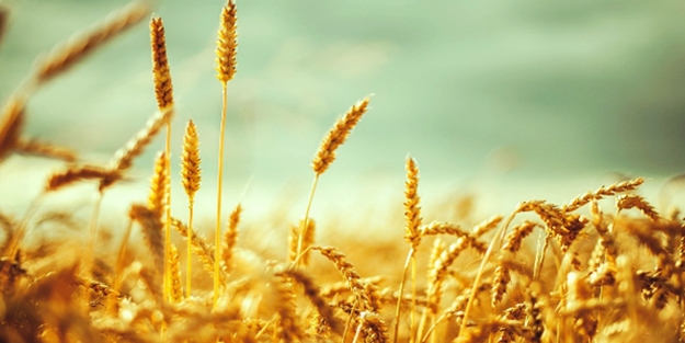 Bu da oluyor! Türkiye Avrupa'dan buğday alacak
