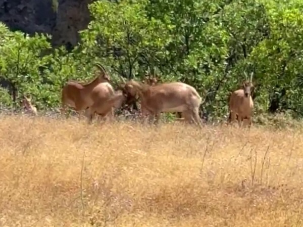 Bu da yaban keçisi kavgası!