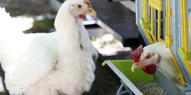 Bu da yerli tavuğumuz: Anadolu-T