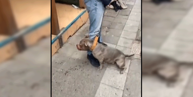 Bu dehşet artık son bulmalı! Kadıköy'de Pitbull saldırısı