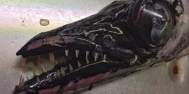 Bu deniz canlıları görenleri şaşkına çeviriyor!