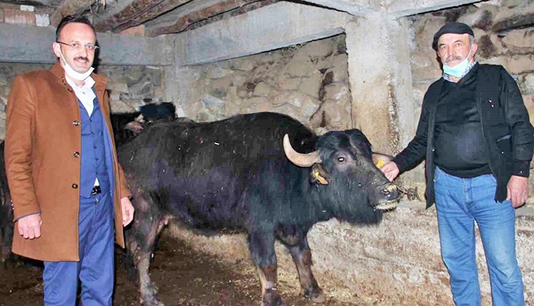 Bu destek yüzleri güldürdü: Manda yetiştiricilerine milyonluk destek geldi