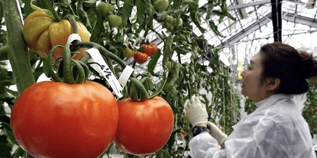 Bu domatesi yiyenler dikkat! En çok tansiyon hastalarını…