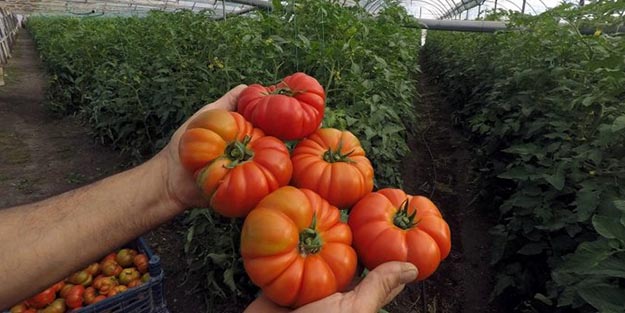 Bu domatesler bir köyün talihini değiştirdi! Akın akın geldiler