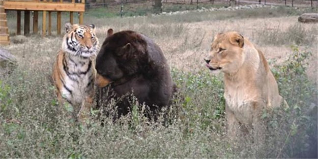 Bu dostluğa çok şaşıracaksınız! - FOTO