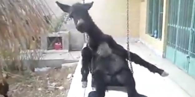 Bu eşeğin keyfine diyecek yok