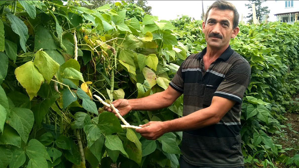 Bu fasulye pazara çıkmadan satılıyor