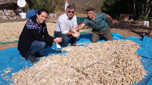 Bu fasulyenin fiyatı 35 lira!