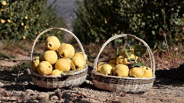 Bu faydasını daha önce duydunuz mu? Aç karna ayva yerseniz bakın ne oluyon