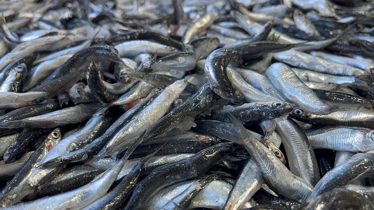 Bu fiyatı duyan şaşırıp kaldı! İşte hamsinin en ucuz olduğu yer