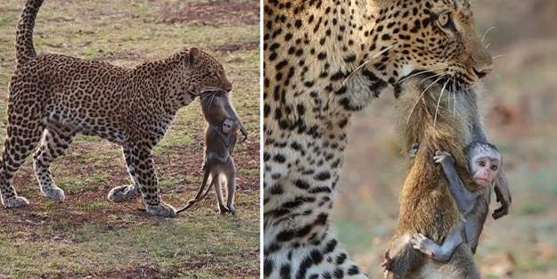 Bu fotoğraf dünyanın gündemine oturdu! Annesini bırakmayan maymun acı sondan kaçamadı