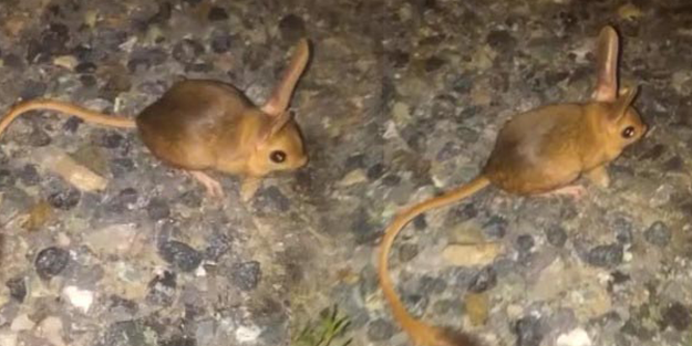 Bu fotoğraf Elazığ'da çekildi! 'Aç kalınca insanların burun kısımlarını...'