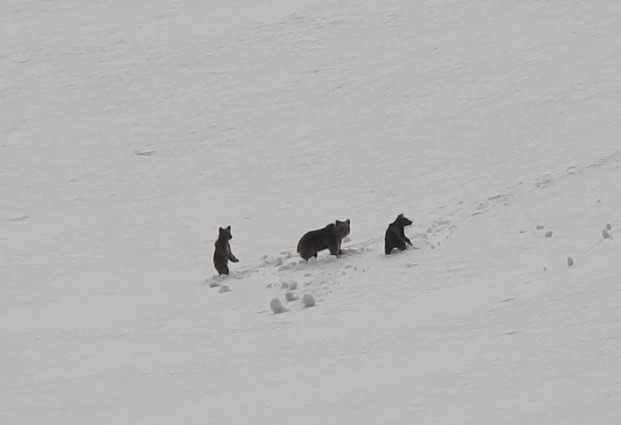Bu fotoğraf Erzincan'da çekildi